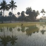 Paddy Fields